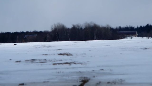 chevreuils