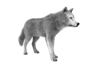 3D Illustration Polar Wolf on White