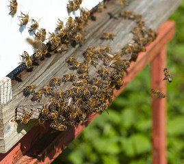 Group of bees near a beehive
