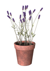 3D illustration Lavender Pot on White