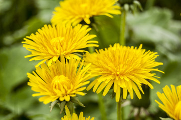 yellow Tarassaco