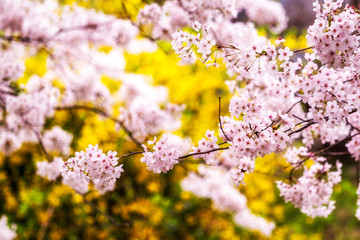 Naklejka premium cherry blossoms during spring blooming season