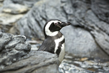 Aquarium of Lisbon penguin