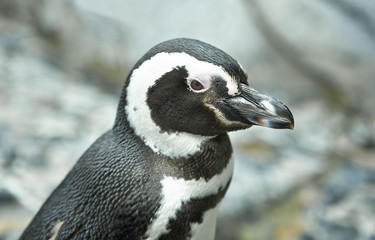 Penguin closeup
