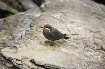 Inca tern