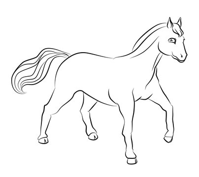 black and white image of a horse