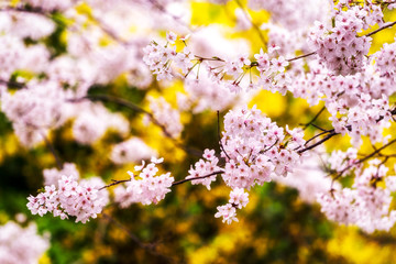 cherry blossoms during spring blooming season
