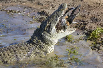 Zelfklevend Fotobehang Krokodil Big crocodile eats the head of springbok with horns