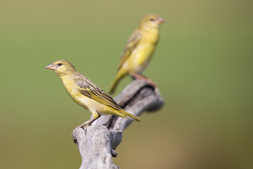 Female weaver sit on a perch and waiting for the male