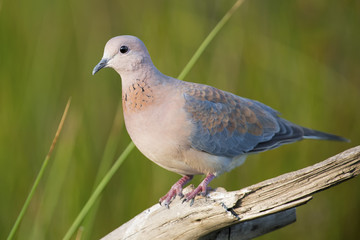 Laughing Dove walking on a tree stump in sunshine