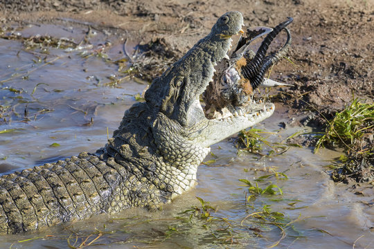 Big crocodile eats the head of springbok with horns