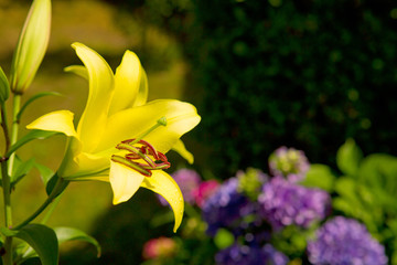 Macro shot of a yellow oriental lily bloom.