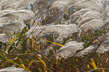 Amur silver grass (Miscanthus sacchariflorus)