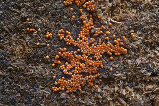 Trichia botrytis slime mold (Trichia botrytis)