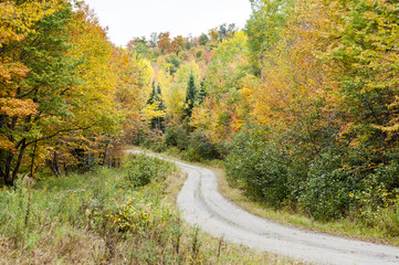 Obraz premium Road curving through forest