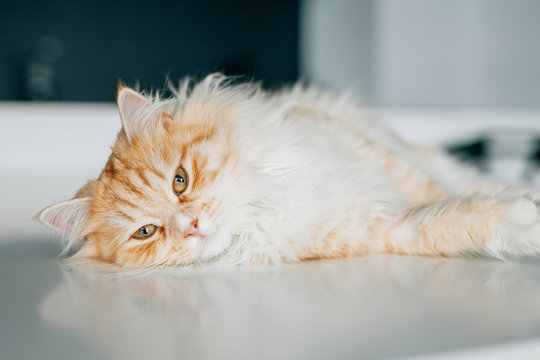 Ginger big cat lying and resting on the floor.