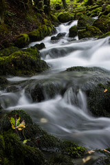 Fototapeta premium stream in the forest