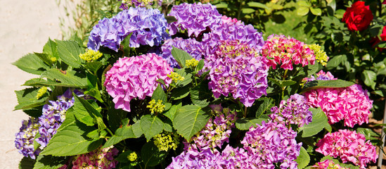 Purple hydrangea flowers.
