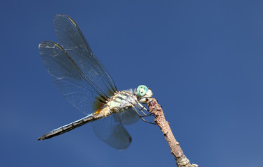 Large dragonfly
