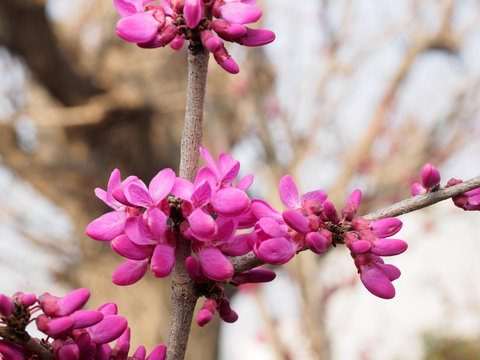  judas tree flower