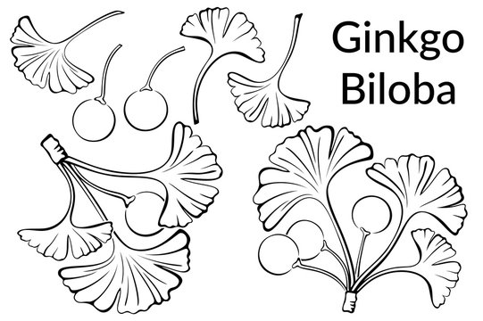 Set of Plant Pictograms, Ginkgo Biloba Tree Leaves and Fruits, Black on White. Vector