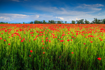 Beautiful summer landscape with red poppy field