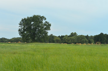 Green field  with tree