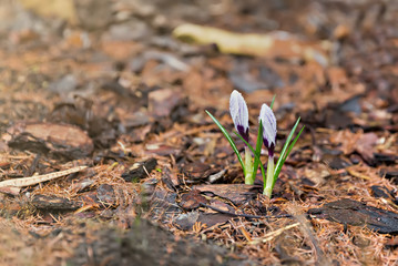 purple crocus in the garden