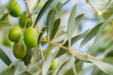 olive tree