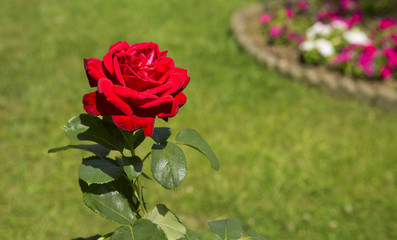 Red rose in the garden