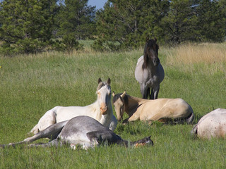 A group of Spanish Mustang mares resting in the pasture