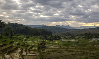 Fototapeta premium paddies mountain and the morning sun through the clouds