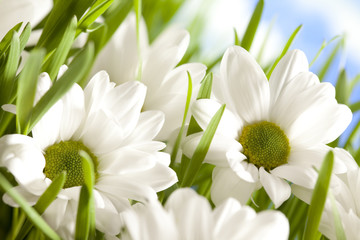 Flowers on nature background