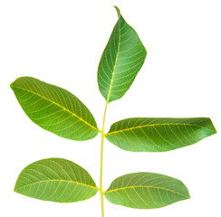 walnut leaves isolated on white background