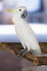 White Parrot
