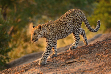 Fototapeta na wymiar Leopard cub walking down the rocks in the early morning light 