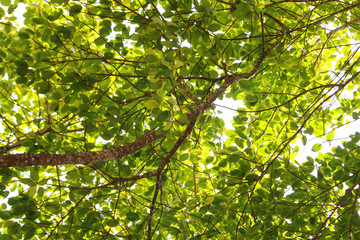 Fototapeta na wymiar Sun light coming through the branches of big tree.