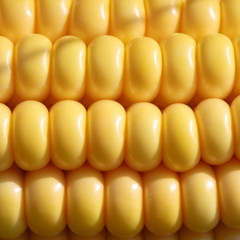 Closeup of yellow corn kernels, set in neat rows