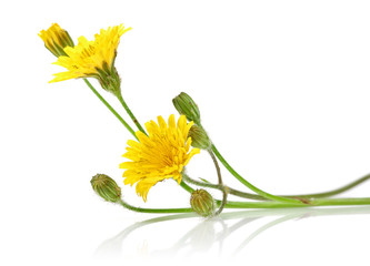 Dandelion © mates
