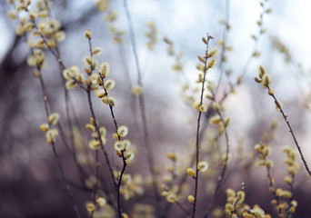 pussy willow on the blue sky background