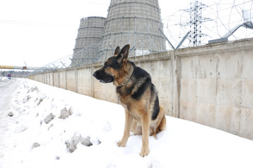 German shepherd dog is guarding an important object