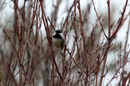 M&eacute;sange &agrave; t&ecirc;te noire