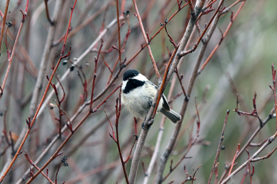 M&eacute;sange &agrave; t&ecirc;te noire