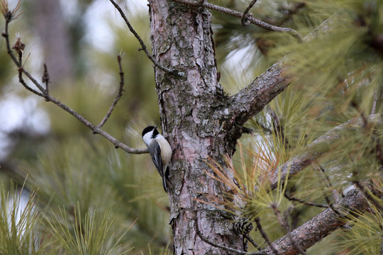 M&eacute;sange &agrave; t&ecirc;te noire
