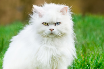 Naklejka na ściany i meble Turkish angora, white cat with different eye color