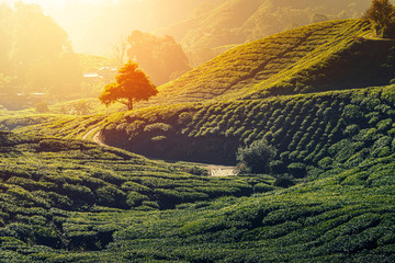 Tea plantation in Cameron highlands, Malaysia. - obrazy, fototapety, plakaty