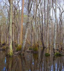 Fototapeta premium Flooded trees