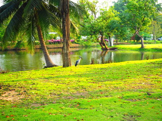 A Big Bird near the pool