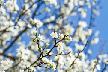 branch of a blossoming tree with beautiful white flowers