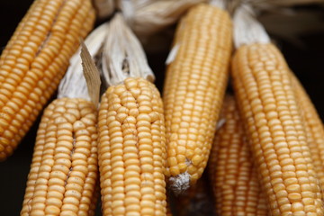 とうもろこし